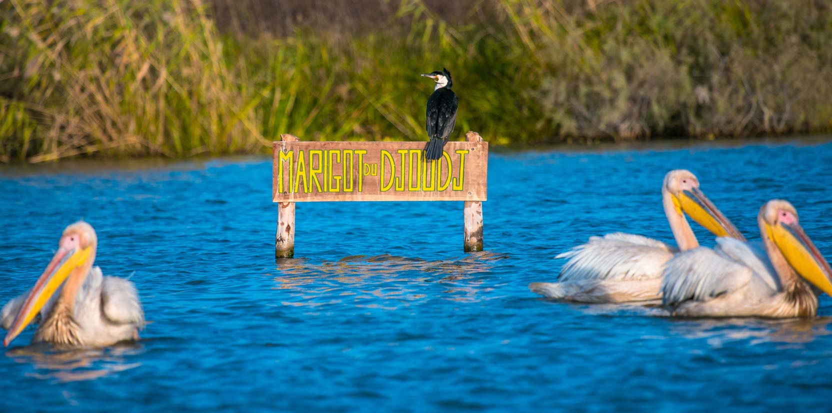 Parc des Oiseaux du Djoudj