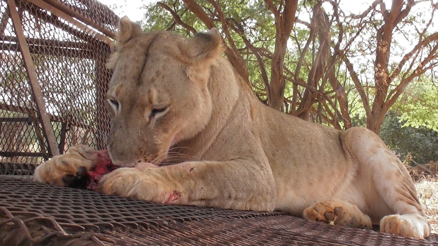 Combinée Réserve de Bandia et Ranch aux Lions