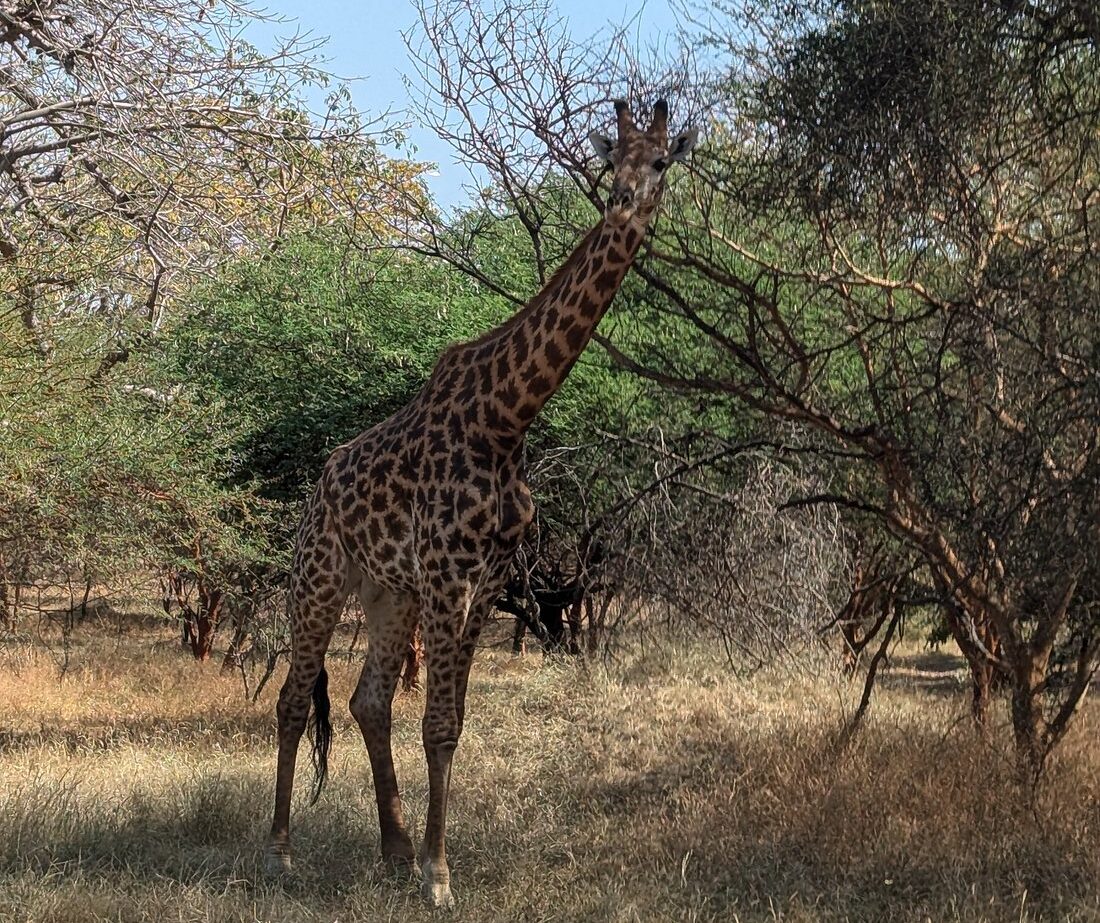 Safari Réserve de Bandia