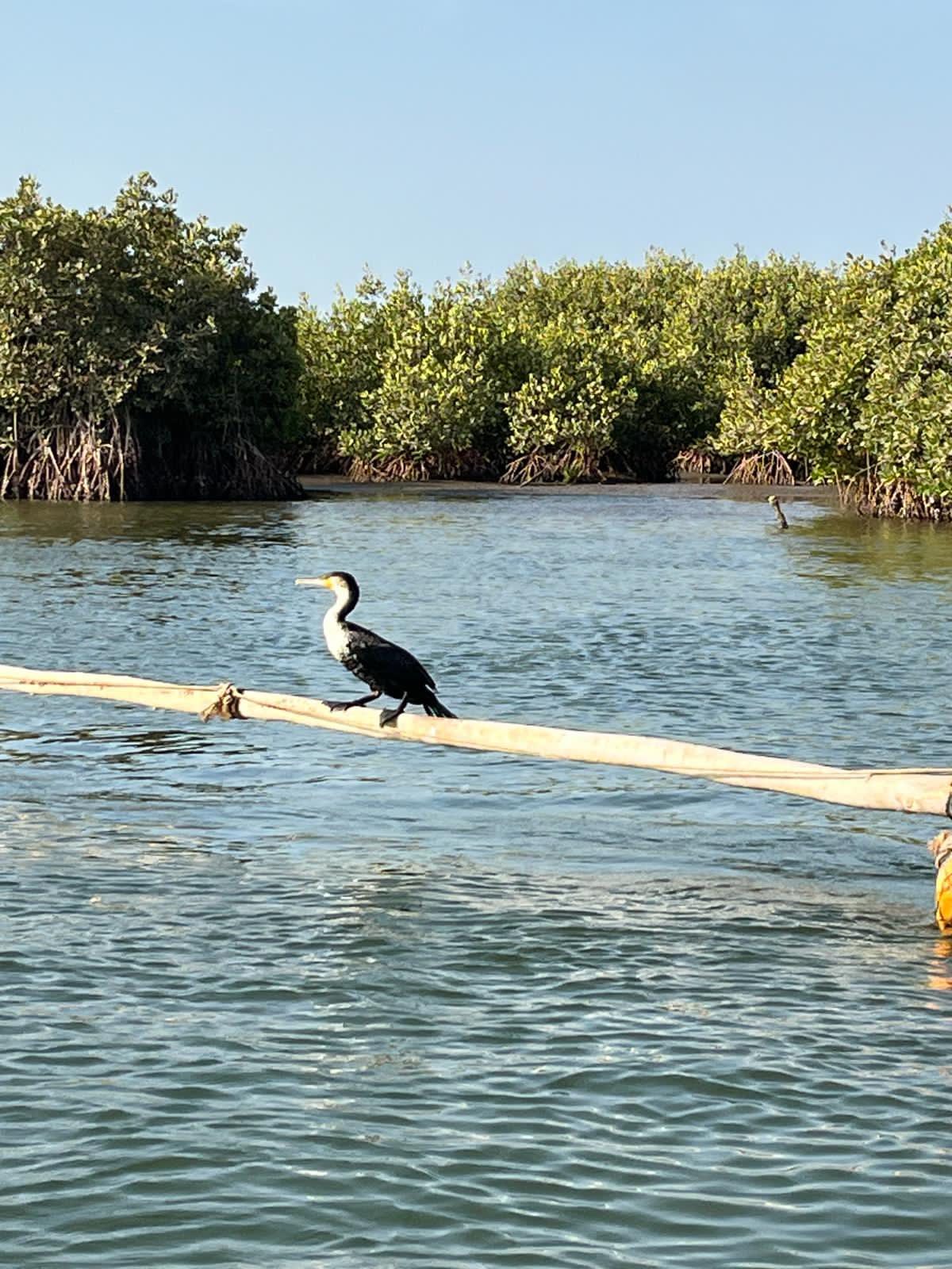 Excursion aux Îles du Saloum
