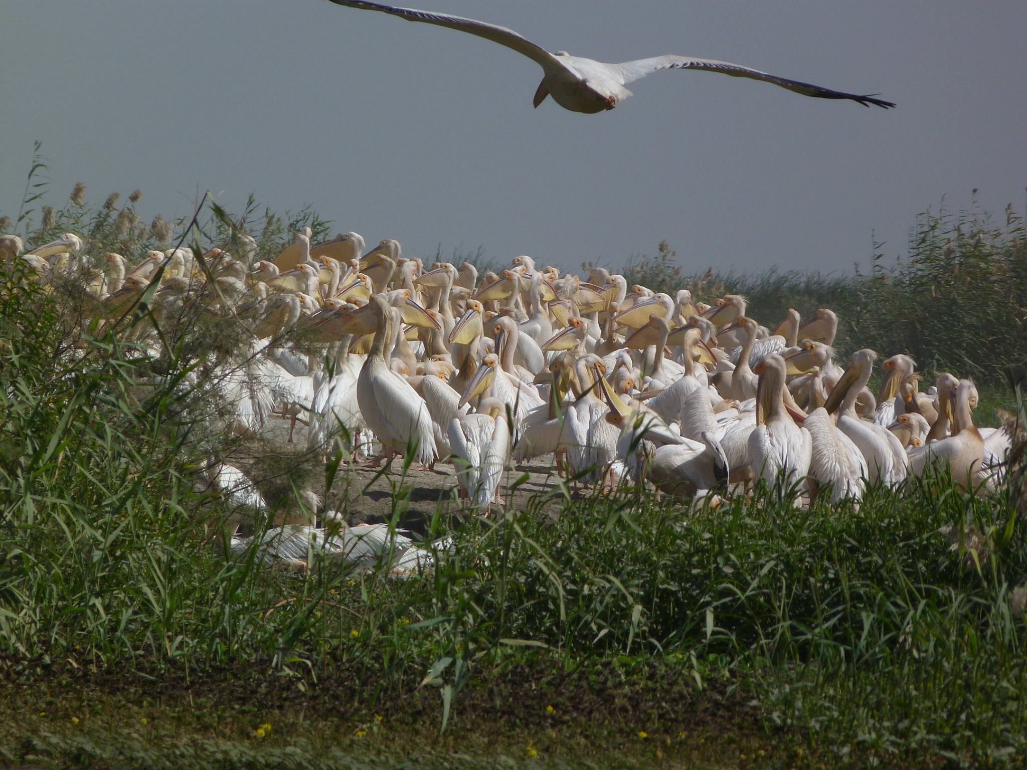 Parc des Oiseaux du Djoudj