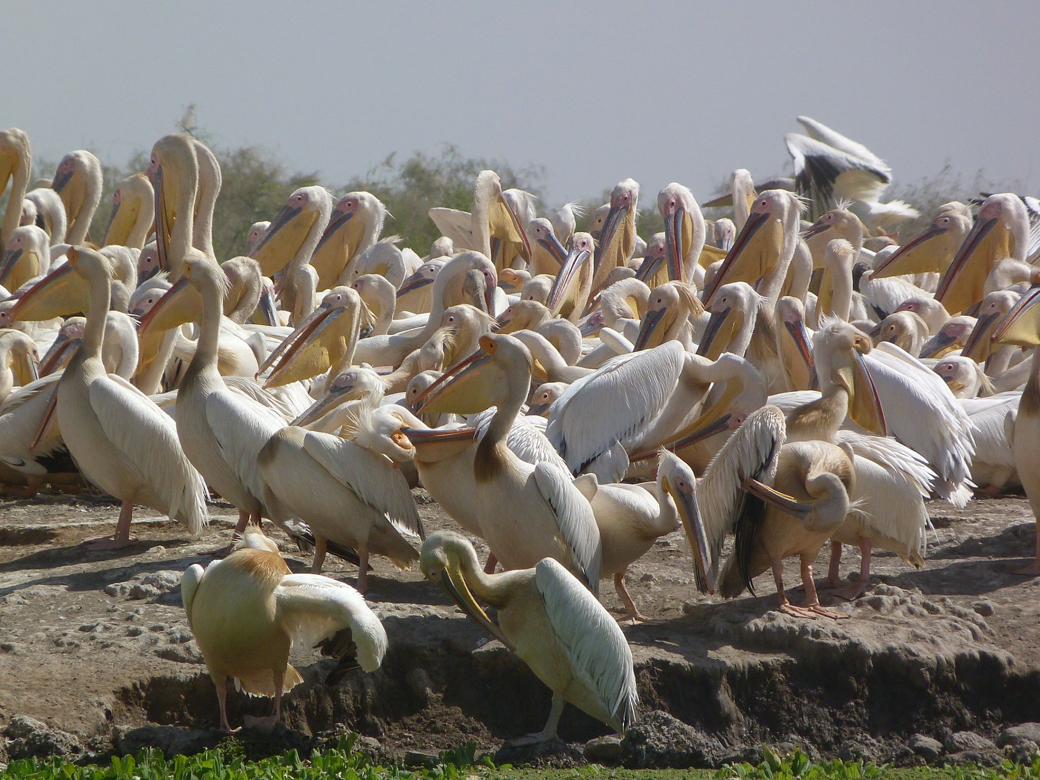Excursion Djoudj Sénégal