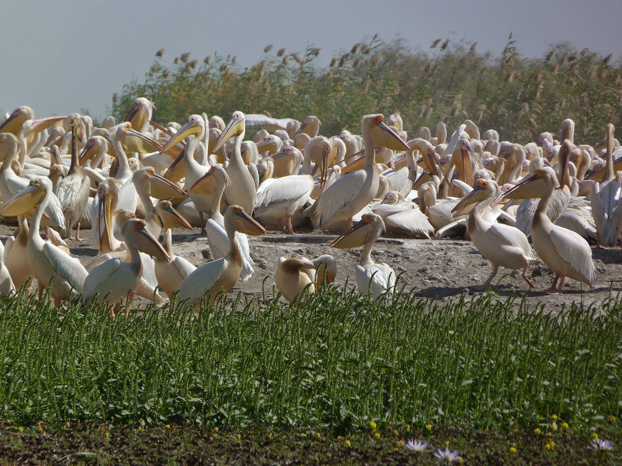 Parc des Oiseaux du Djoudj